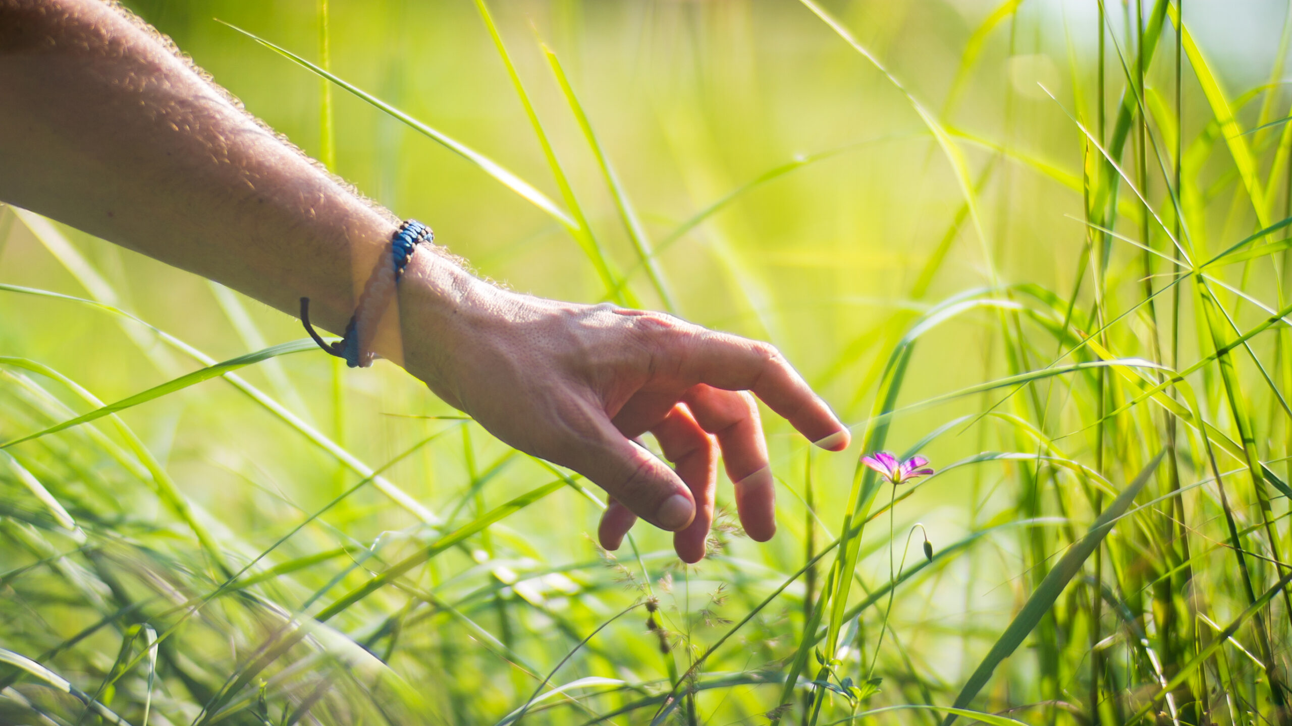 A man's hand touches a tree branch with foliage. Caring for the environment. The ecology the concept of saving the world and love nature by human